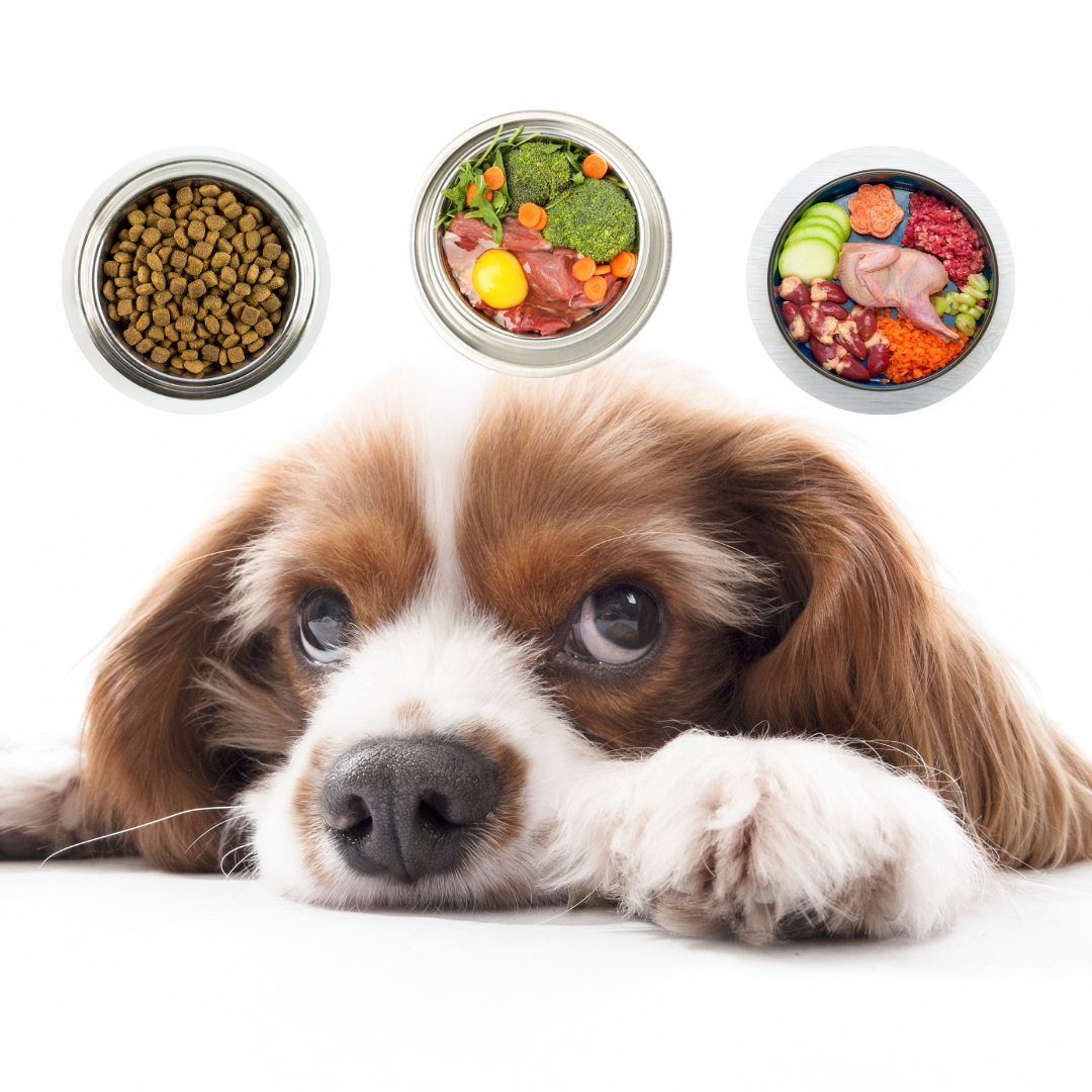 O que cachorro pode comer além da ração? Não limite seu cão a apenas 1 ou 2 tipos de alimentos.