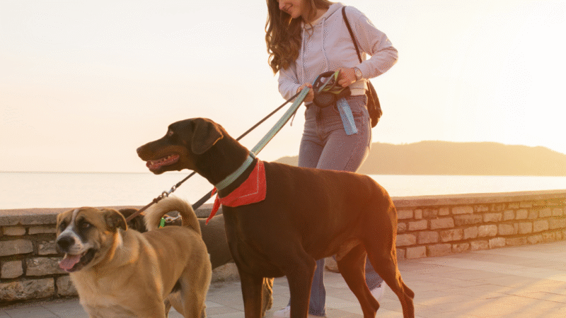 Por que os passeios com cachorro são essenciais para a saúde física e mental do seu pet