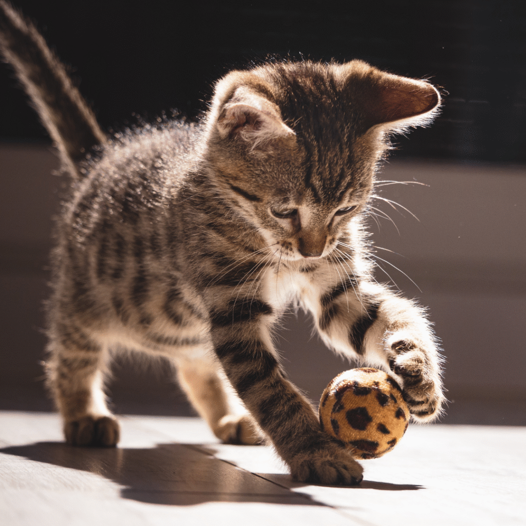 gato brincando