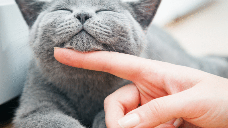 Como saber se meu gato está feliz? Descubra os principais sinais de bem-estar felino