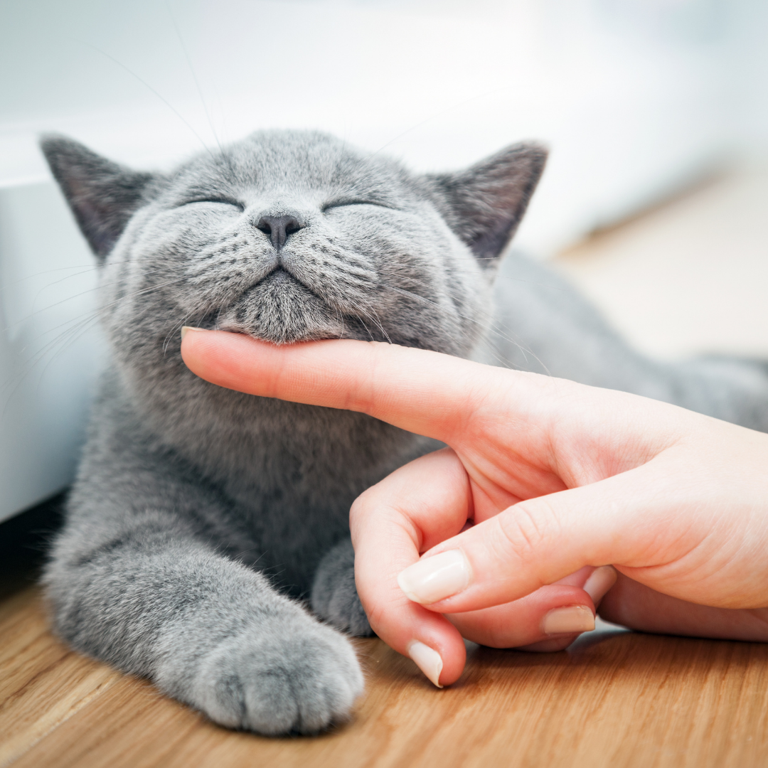 Como saber se meu gato está feliz? Descubra os principais sinais de bem-estar felino