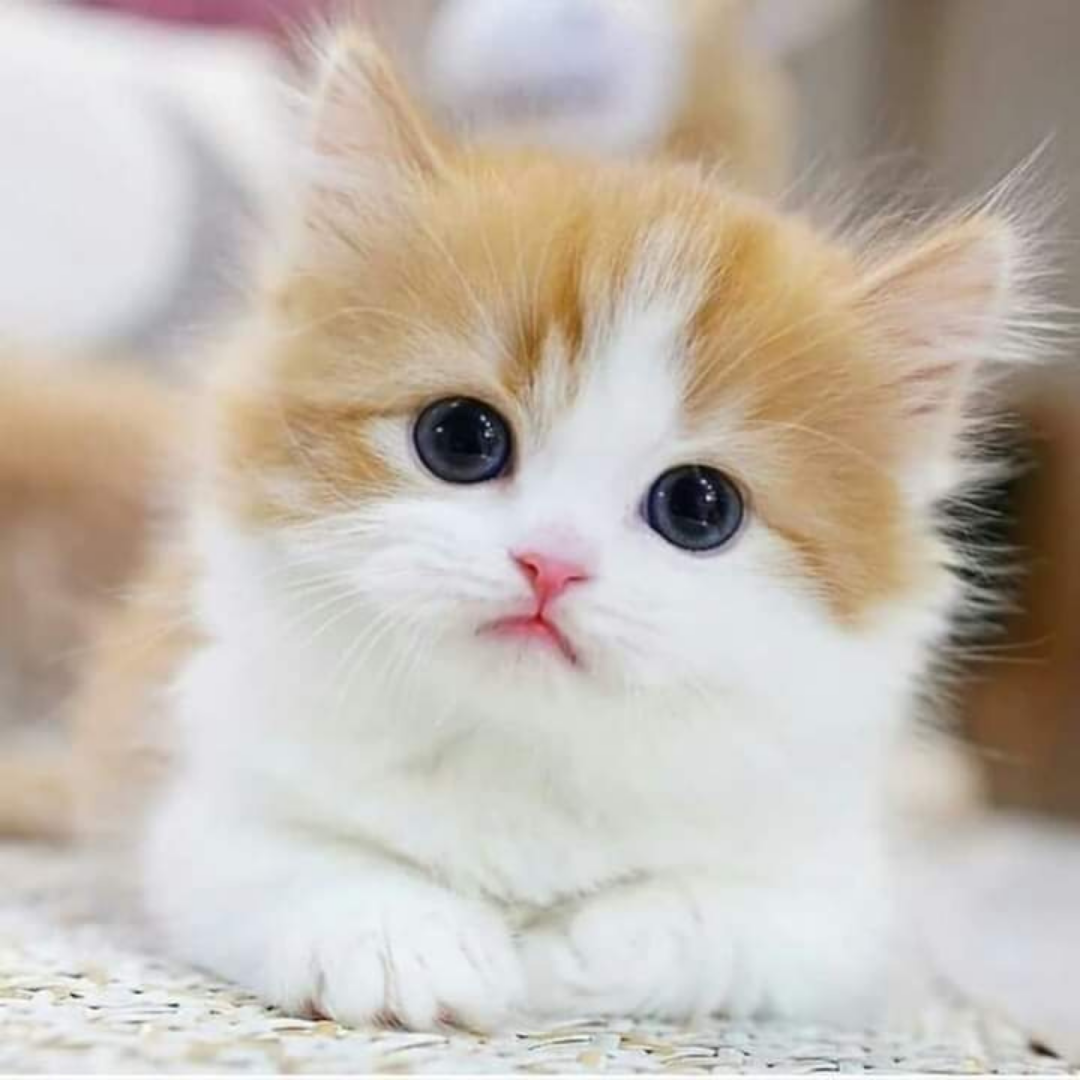 Como cuidar de filhote de gato: guia completo para tutores iniciantes