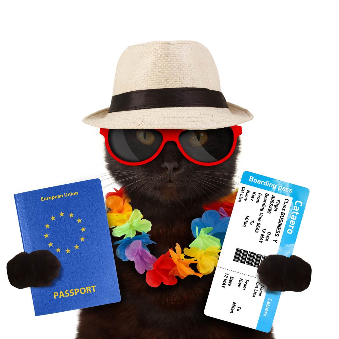 Como Viajar com Gato com Segurança e Sem Estresse