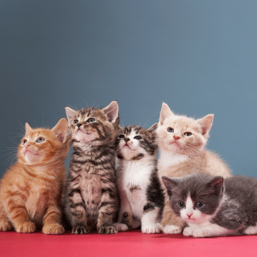 como-cuidar-de-filhote-de-gato