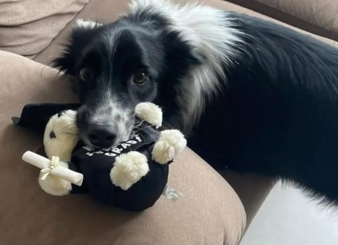 Sebastião, o cachorro que uniu Porto Alegre: Amor, internet e solidariedade