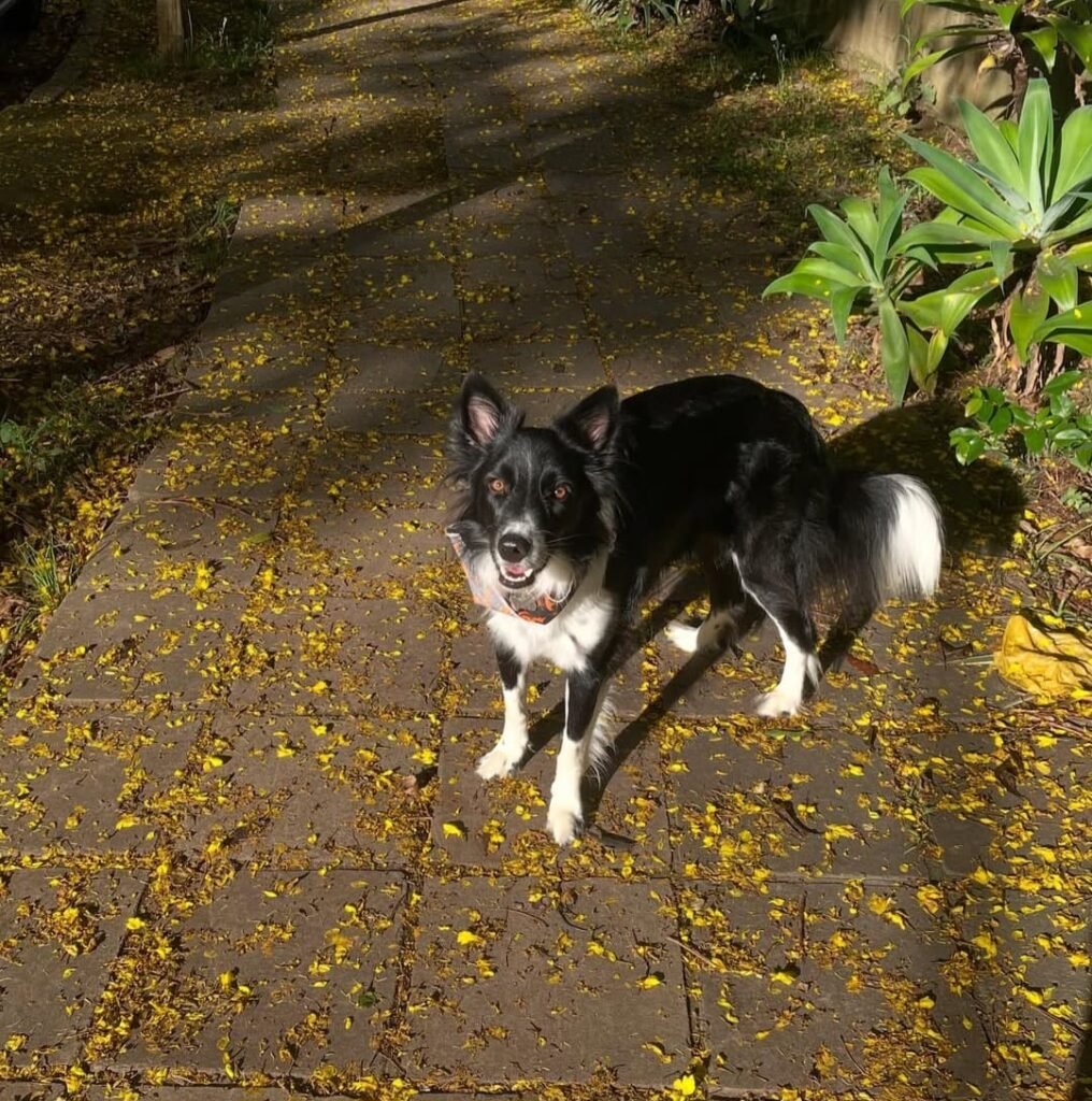Sebastião