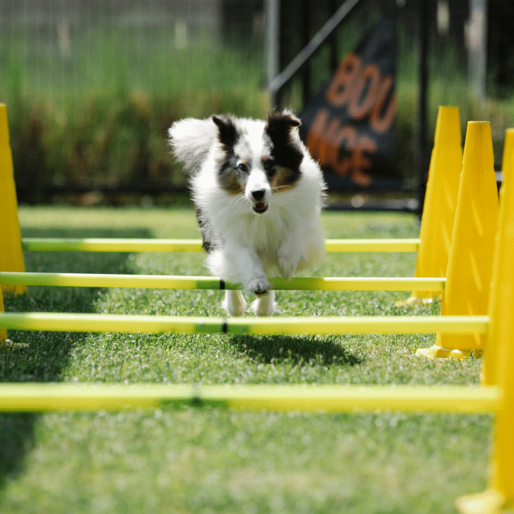 border-collie
