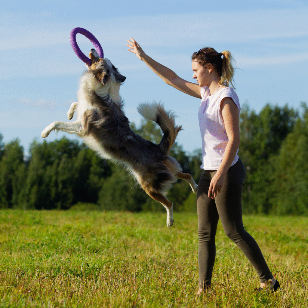 border-collie
