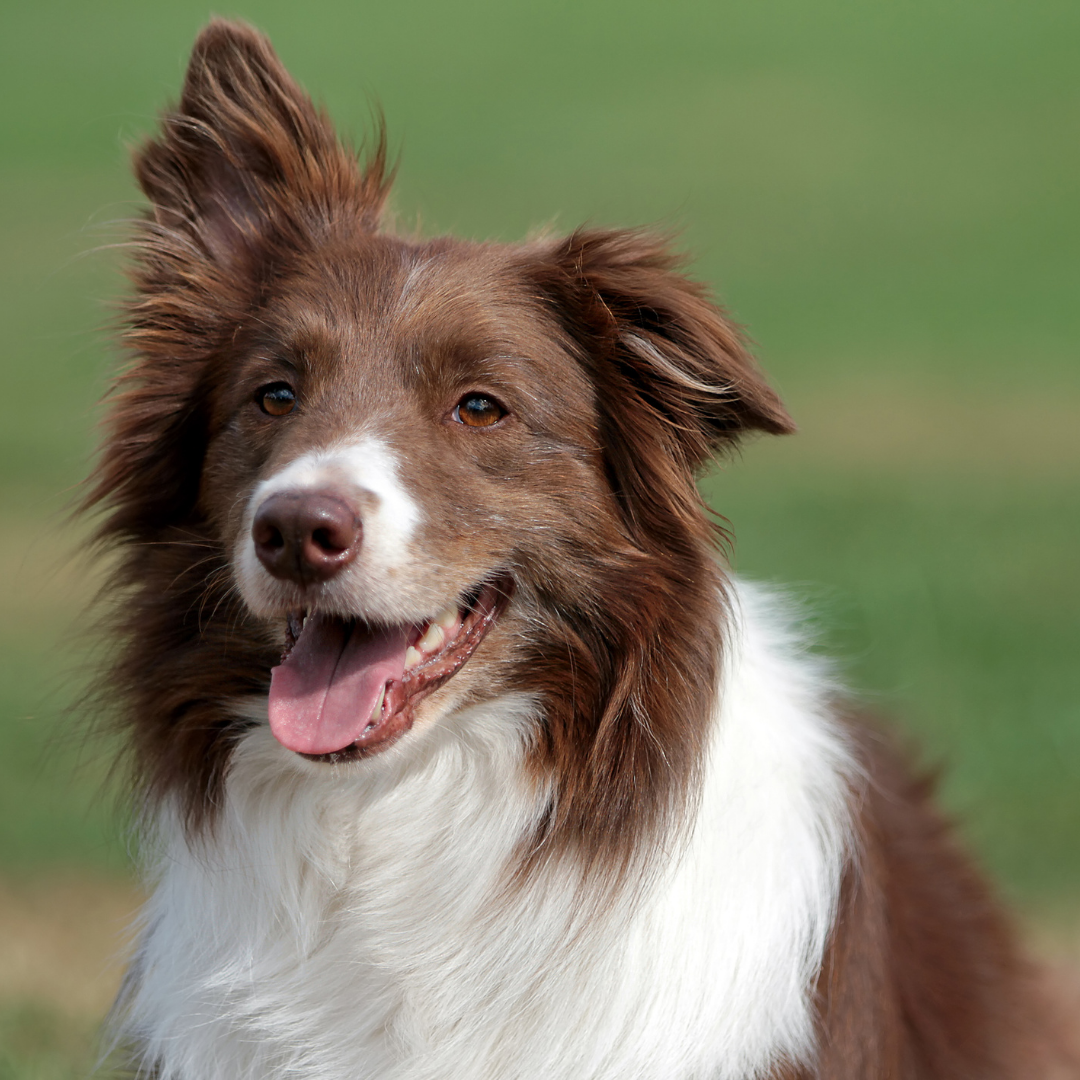 Border Collie – Conheça esta leal e inteligente raça