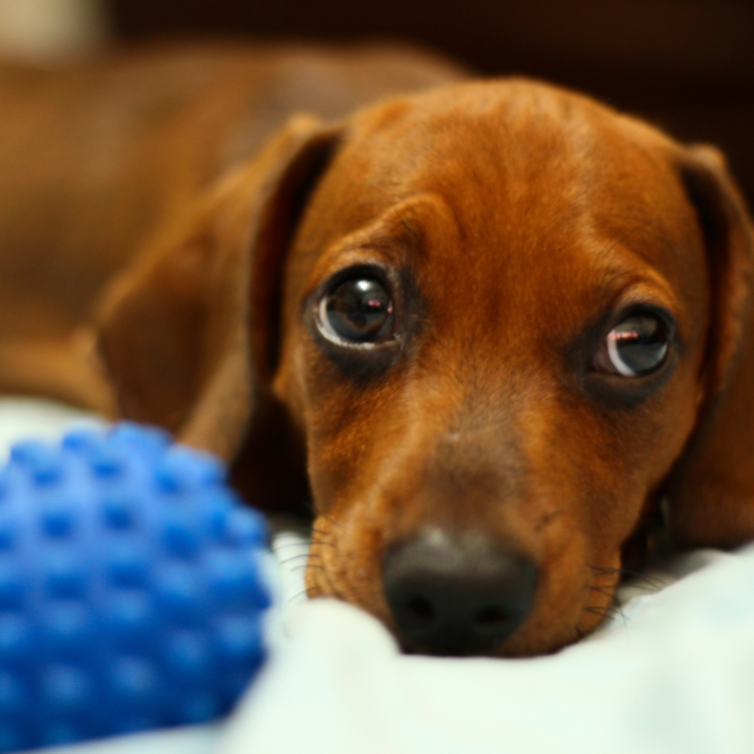 Estimulação Mental para Cães: Dicas Práticas para Evitar o Tédio Canino em Casa