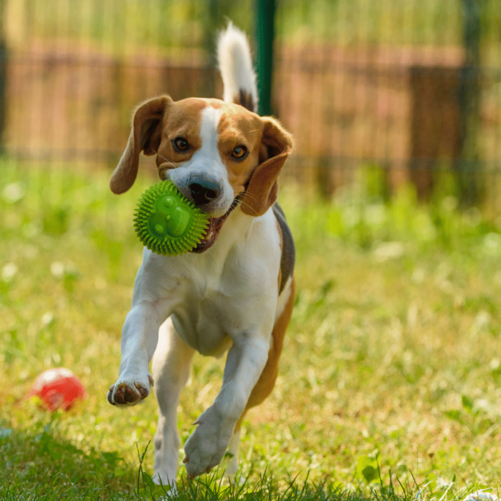 cachorro brincando