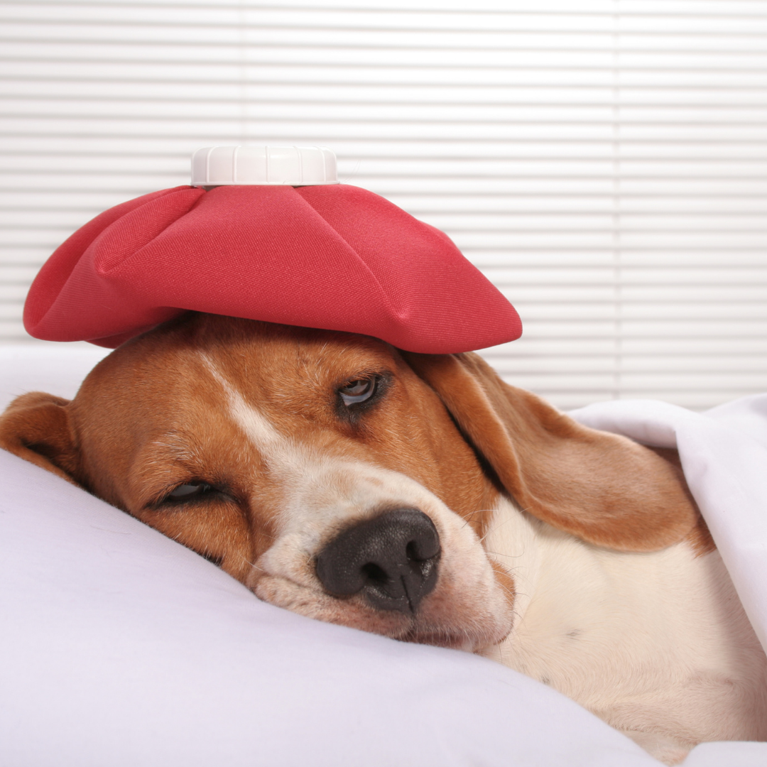 Como saber se o cachorro está com dor? Sinais e sintomas que você não pode ignorar