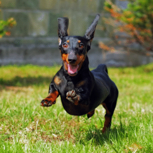 cachorro-esta-feliz