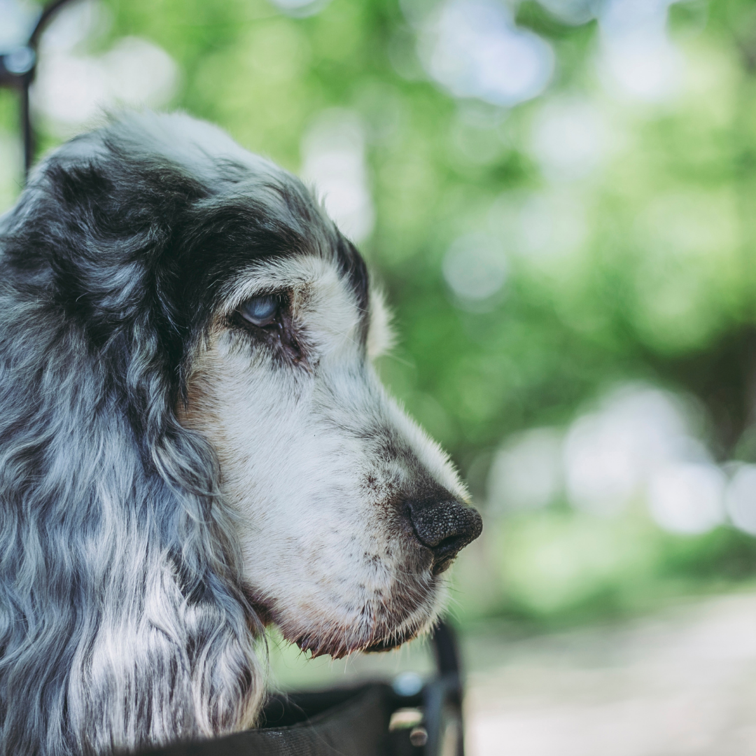 Cachorro idoso: Cuidados essenciais para garantir saúde, bem-estar e uma velhice feliz