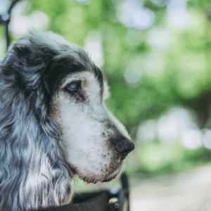 cachorro-idoso