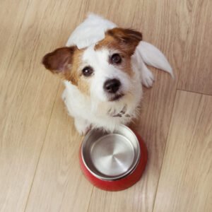 cachorro aguardando alimento