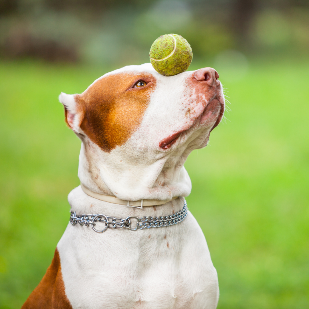 Truque para cães: 5 comandos simples para ensinar em casa e fortalecer o vínculo com seu pet