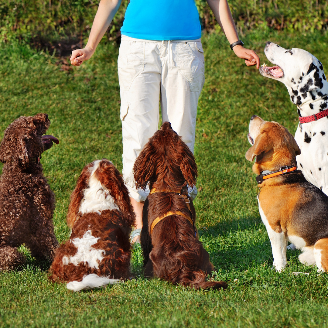 Como Ensinar Comandos Básicos ao Seu Cachorro Usando Reforço Positivo