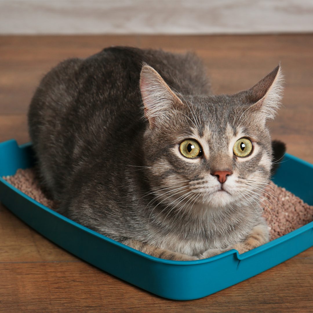 Qual a melhor areia para gatos? Tipos, vantagens e desvantagens