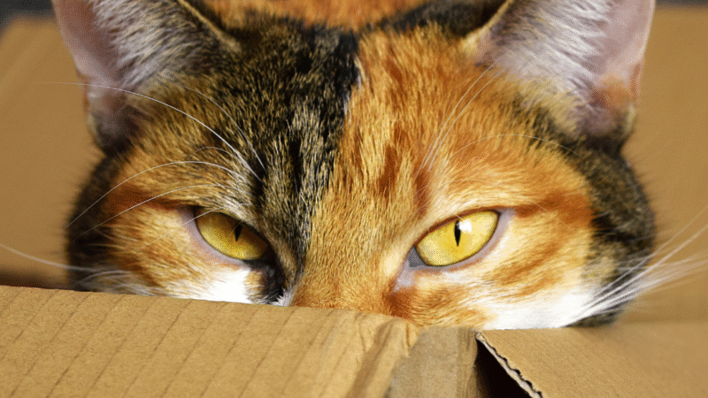 Por que os gatos amam caixas? A surpreendente ciência por trás desse comportamento