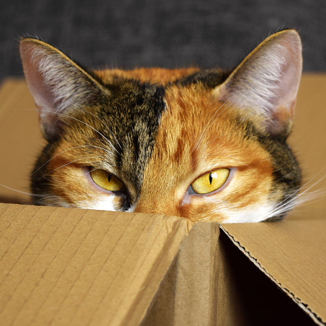 Por que os gatos amam caixas? A surpreendente ciência por trás desse comportamento