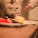 erros-que-tutores-de-gatos-cometem