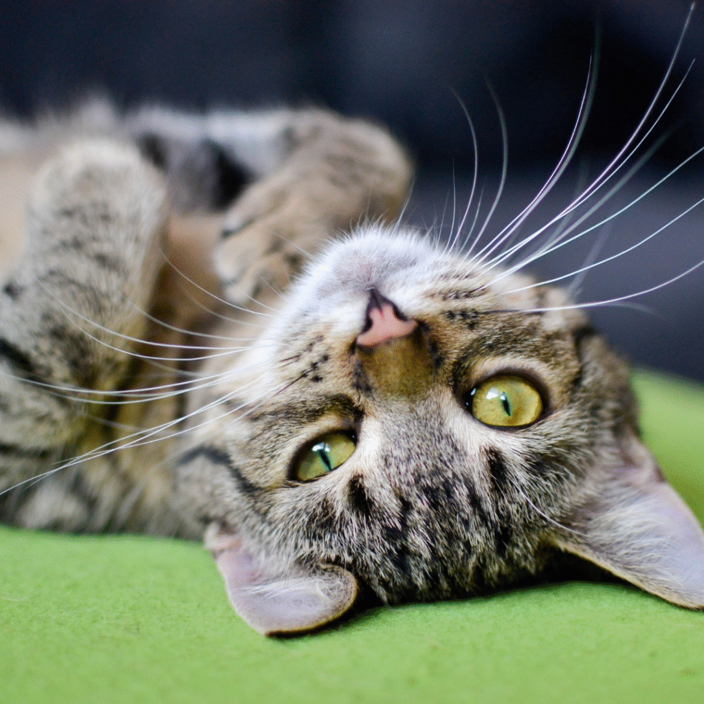 como-saber-se-meu-gato-esta-feliz