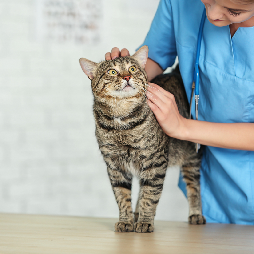 Castração em Gatos: Benefícios, Mitos e Cuidados Pós-Cirúrgicos