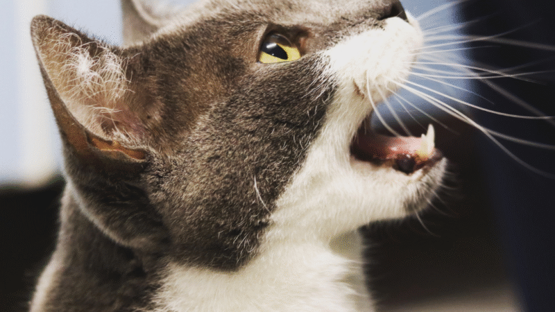 Gato miando muito: o que pode ser e quando se preocupar – 10 principais motivos