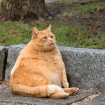 gato-obeso