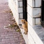 gato-na-rua