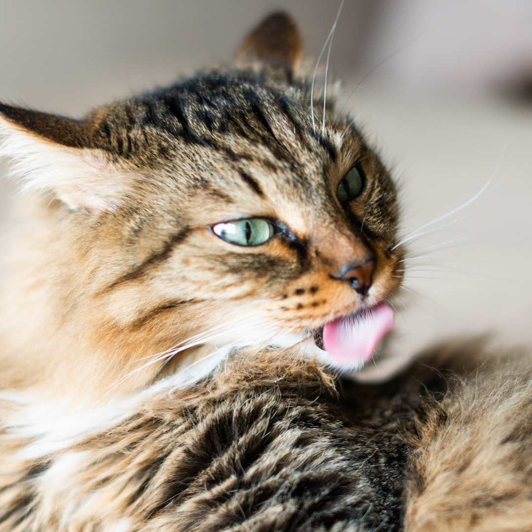 Gato se Lambendo Demais? Veja Causas, Sintomas e o Que Fazer Agora