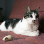 gato-sem-animo-para-brincar