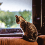gato-sozinho