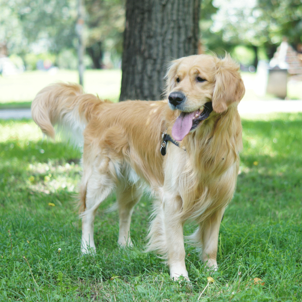 golden-retriever