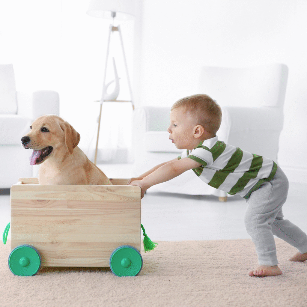 golden-retriever