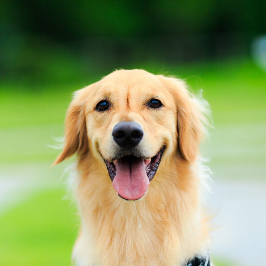 Golden Retriever – O doce e paciente gigante gentil