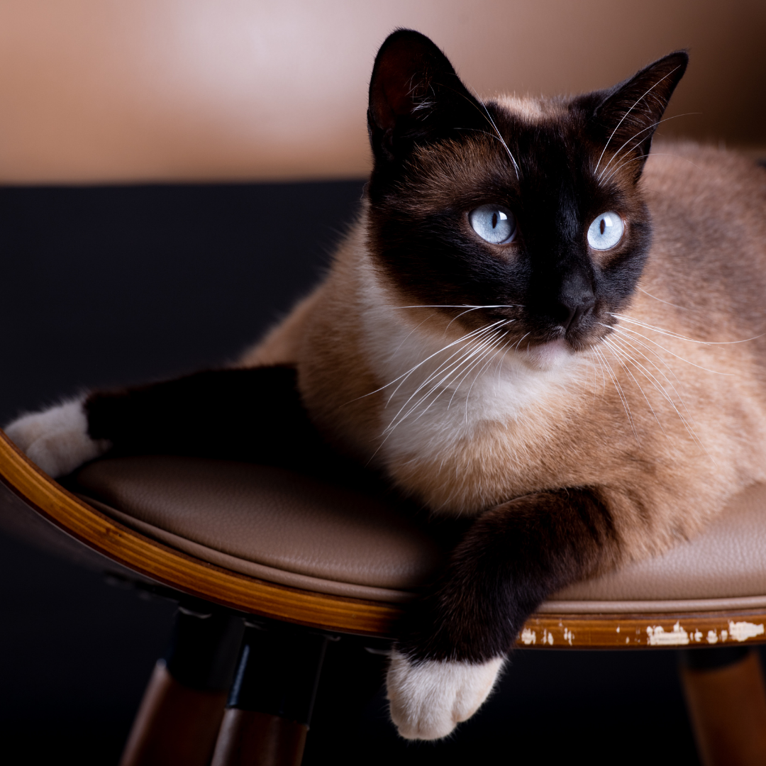 Gato siamês – Elegância em movimento
