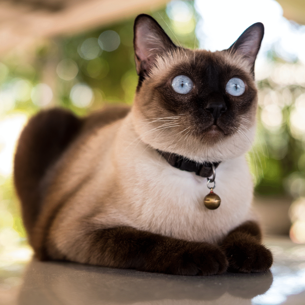 gato-siamês