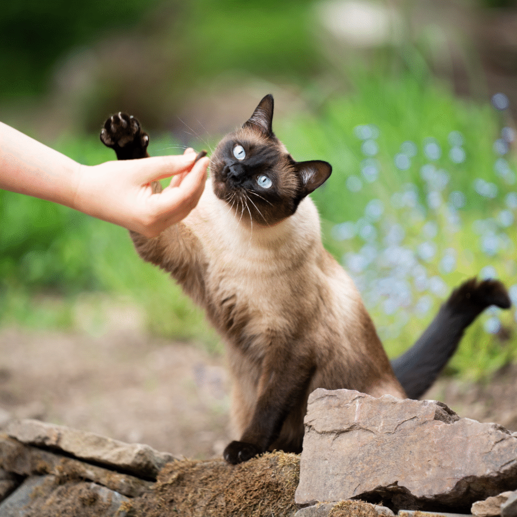gato-siames