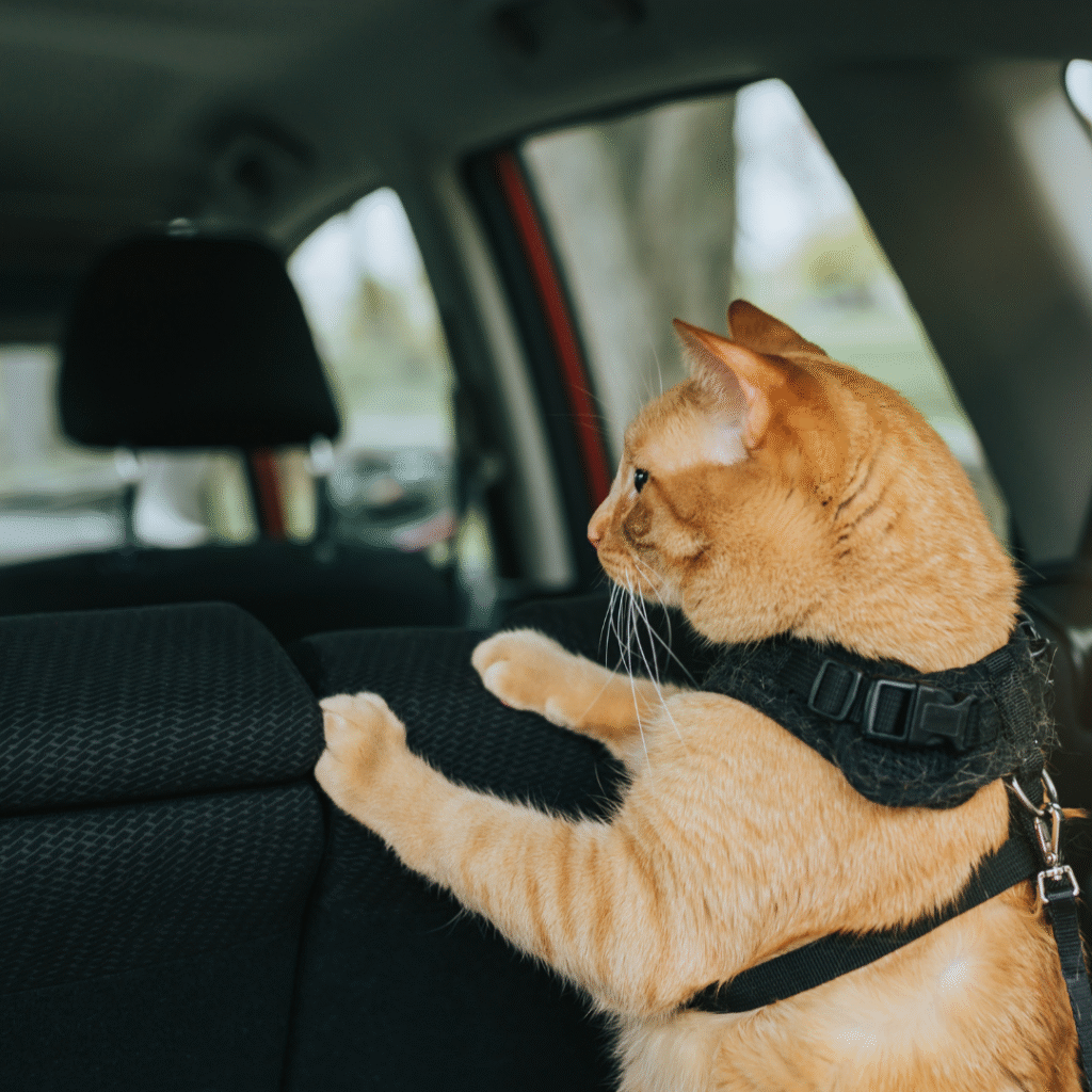 viajar-com-gato-carro