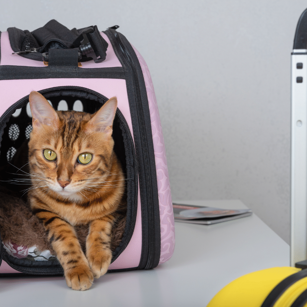 viajar-com-gato