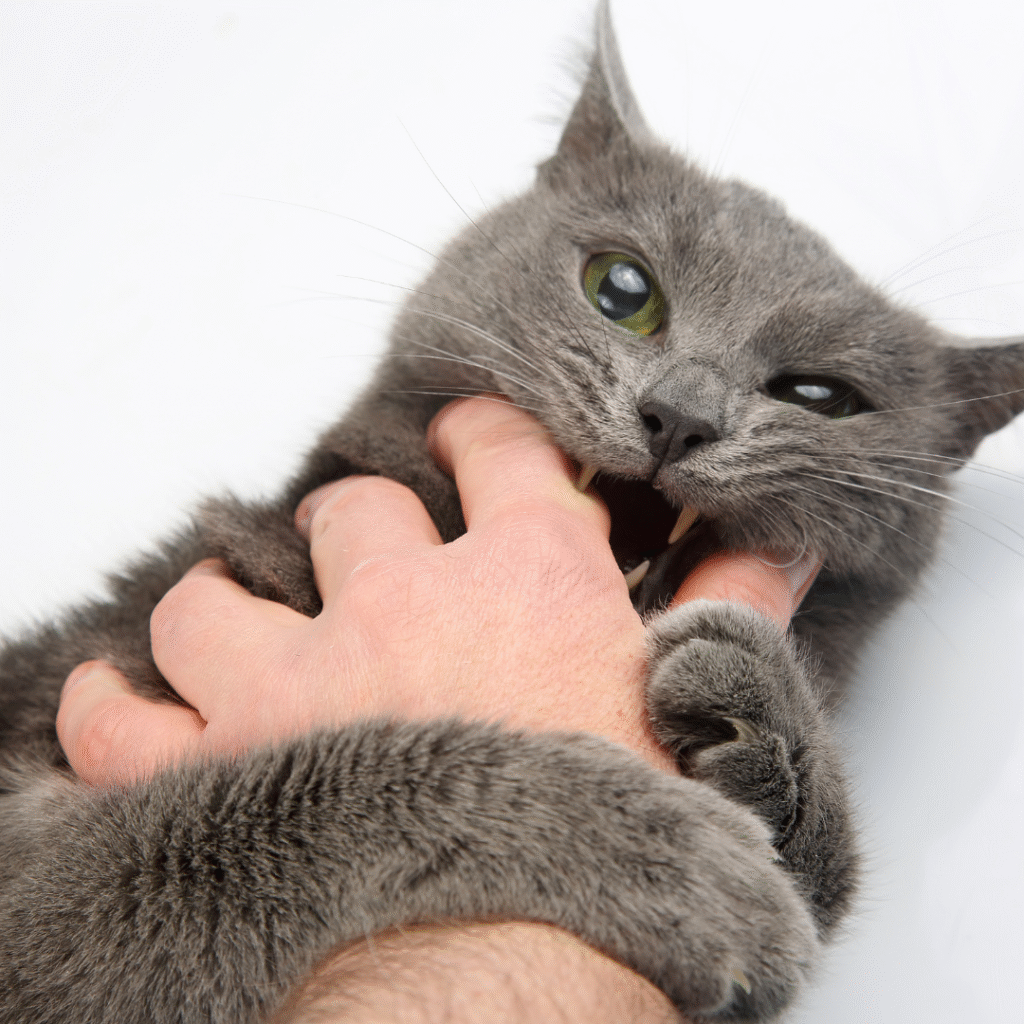 agressividade felina