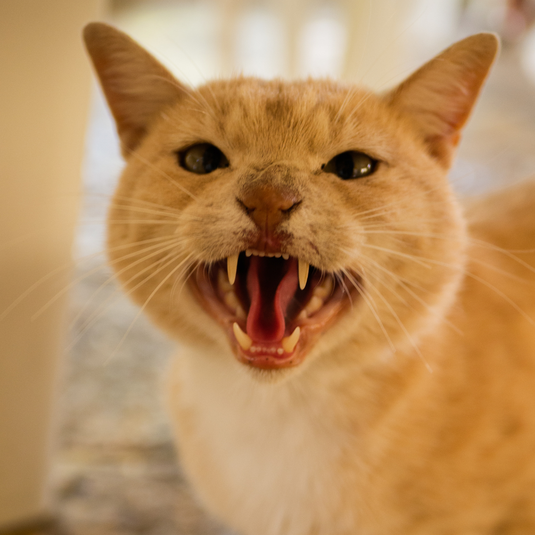 Agressividade felina – Entenda as causas, sinais e como agir com segurança