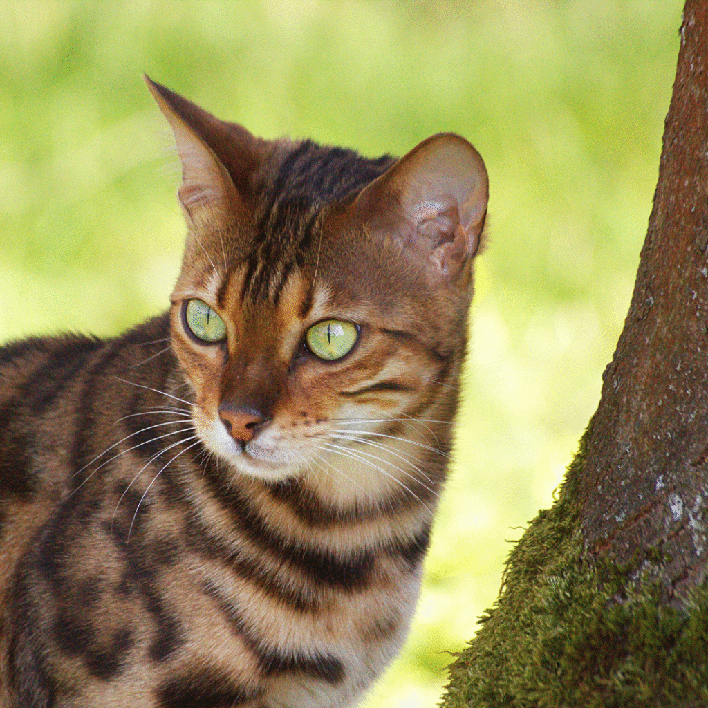 bengal