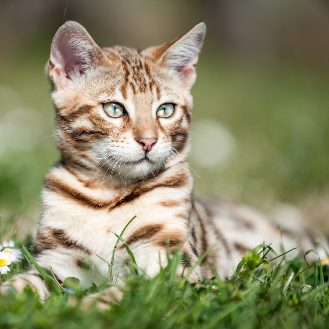 Bengal – Um gato selvagem no visual, afetuoso no coração