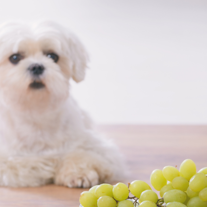 cachorros podem comer frutas
