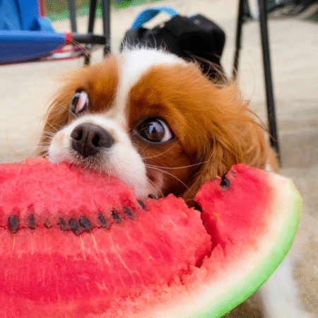 Cachorros podem comer frutas? Veja quais são seguras e como oferecê-las com segurança
