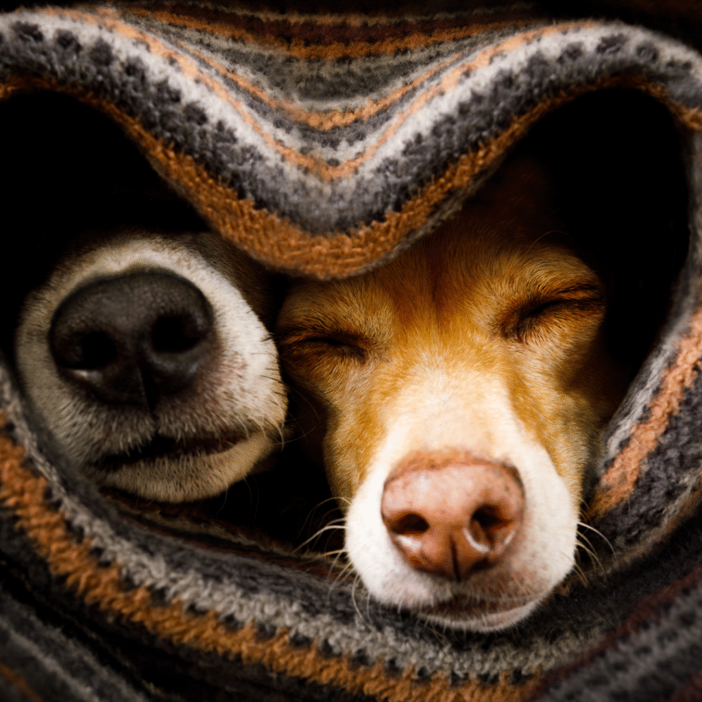 cachorro com frio