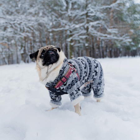Cachorro sente frio? 7 sinais que seu cachorro está com frio